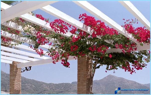 Pergola per metal giardino, legno foto Fare un pergolato