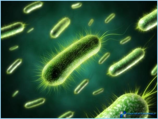 Аеробни бактерии за септични ями и ями