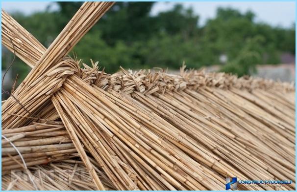 Reed çatı: sazlık nasıl hasat edilir, kaplama teknolojisi