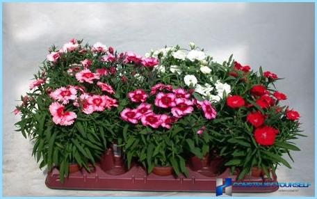 How to decorate a balcony with flowers