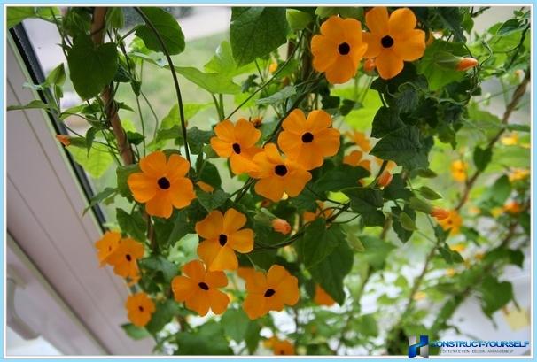 How to decorate a balcony with flowers
