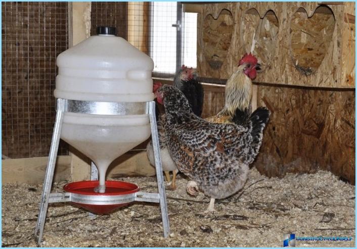 DIY kyllingedrikker
