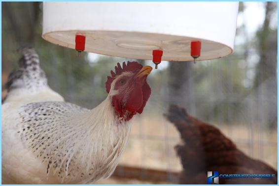 DIY kyllingedrikker