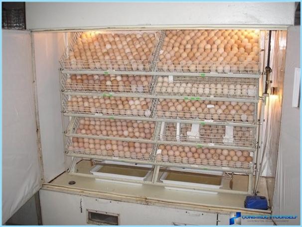 Inkubation af kyllinger
