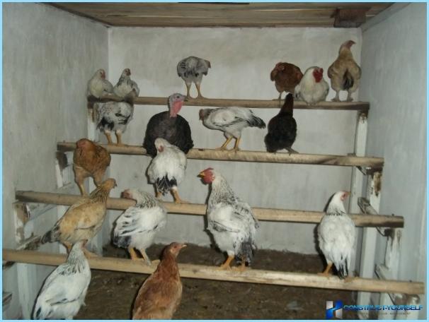 Kako izgraditi dobar kokošinjac za 20, 30, 100 pilića