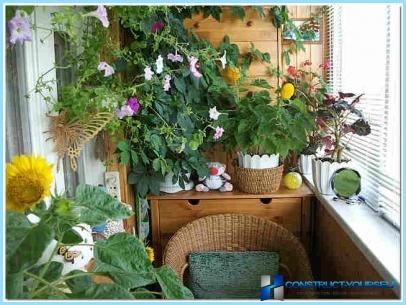 Зимна градина на балкона: растения, снимка