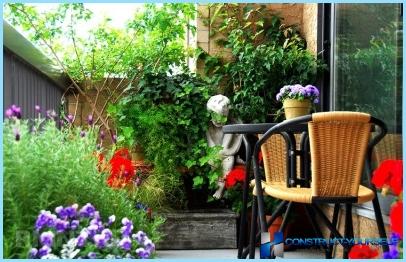Зимна градина на балкона: растения, снимка