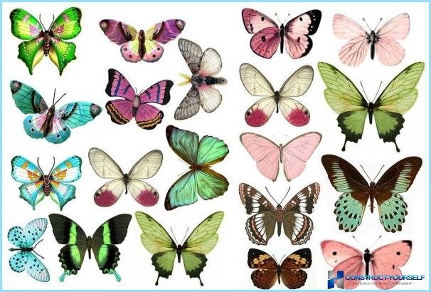 Hogyan készítsünk pillangókat a falra saját kezével