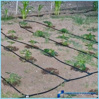 Wie man eine Tropfbewässerung im Land macht