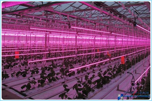 Greenhouse lighting led lamps