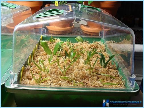 Home mini greenhouse for seedlings