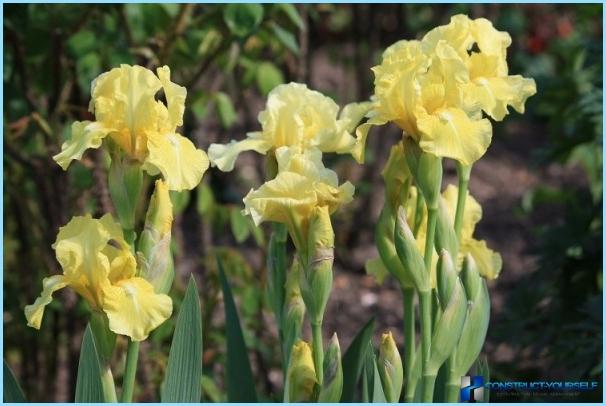 Sådan plantes en hæk fra iris