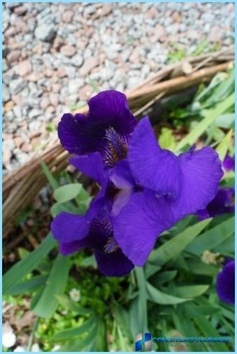Wie man eine Hecke aus der Iris pflanzt