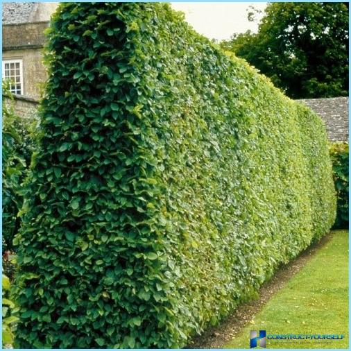 Hornbeam for hedges