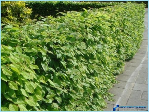 Hornbeam for hedges