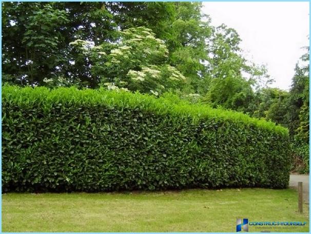 Hornbeam for hedges