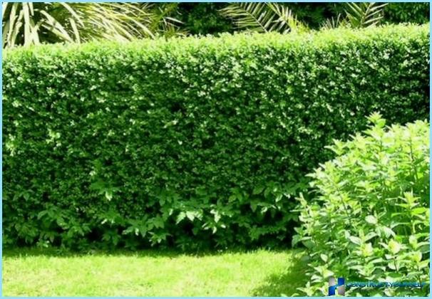 Hornbeam for hedges