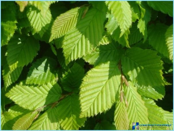 Hornbeam for hedges