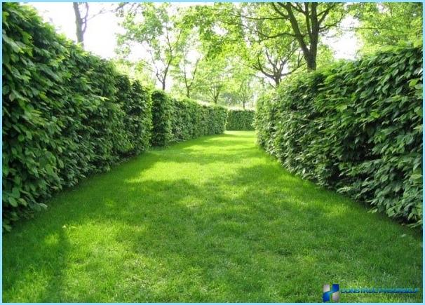 Hornbeam for hedges