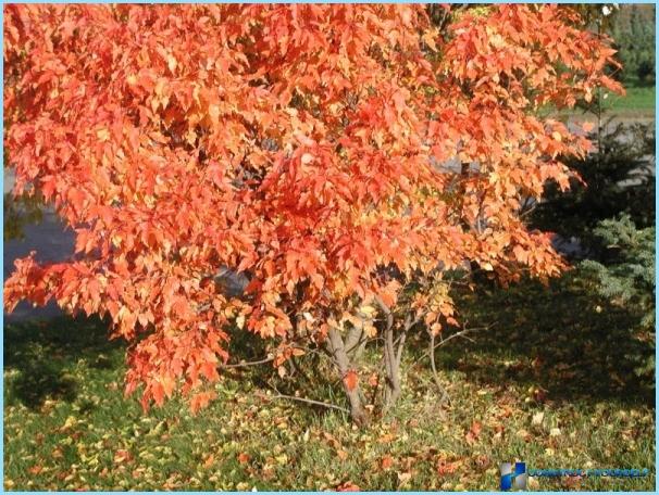 Do hedge maple