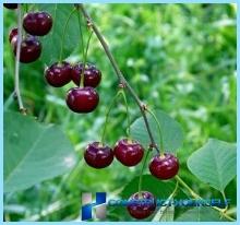 How to make a beautiful hedge of cherry