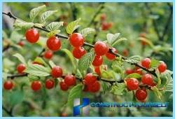 Cómo hacer un hermoso seto de cerezas