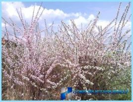 How to make a beautiful hedge of cherry