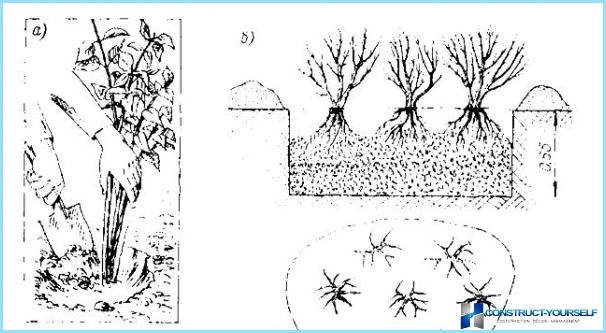 How to make a beautiful hedge of cherry