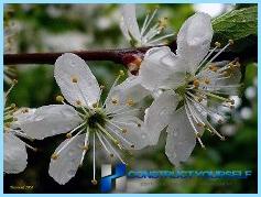 Cómo hacer un hermoso seto de cerezas