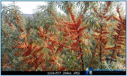 Make a hedge of sea buckthorn