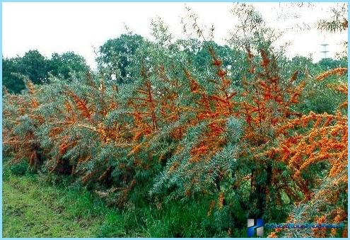 Make a hedge of sea buckthorn