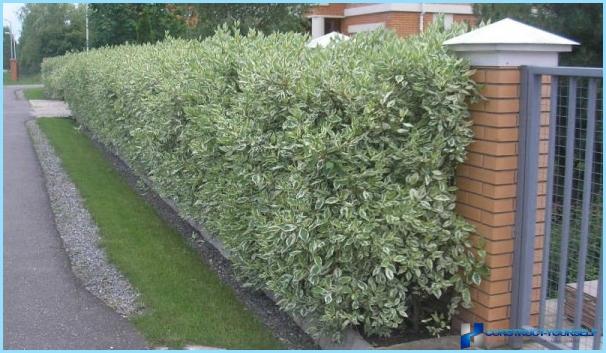 Planting for Darren hedges