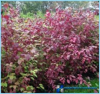 Planting for Darren hedges