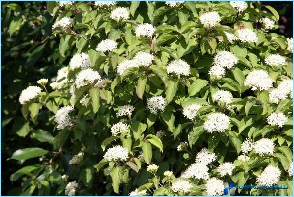 Hedgerow planten