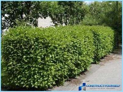 Hedgerow planten