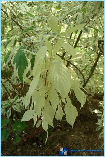 Plantarea Hedgerow