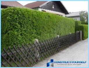 DIY Hecke im Land