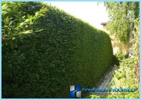 DIY-hedge i landet