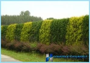 Hedge at the dacha with his hands