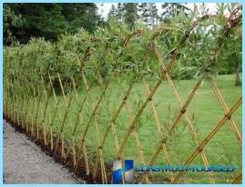 Hedge at the dacha with his hands