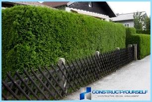 Planting arborvitae for hedges