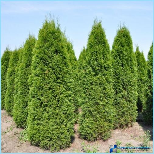 Planting arborvitae for hedges