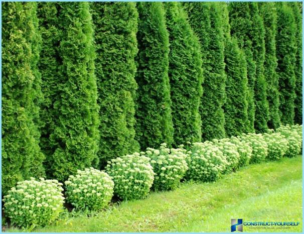 Planting arborvitae for hedges