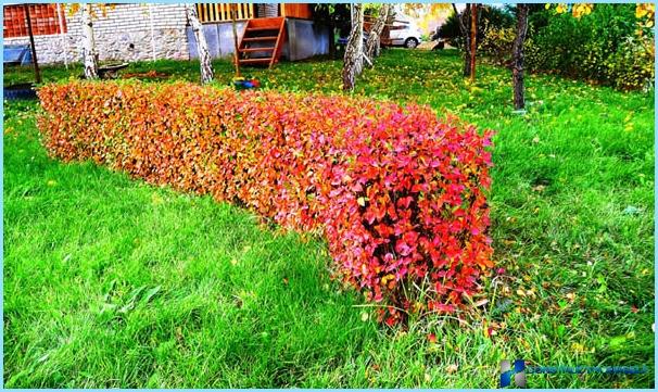 Planting of cotoneaster for hedges