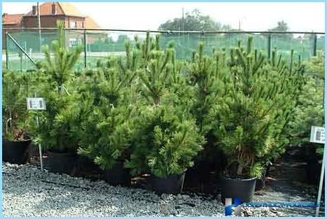 Planting Scots pine for hedges