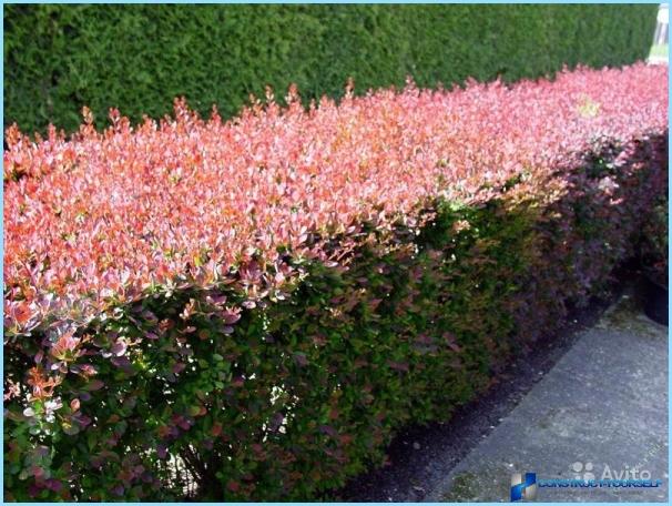 Planting of barberry for hedges