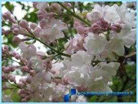 A hedge of lilac