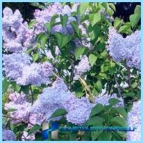 A hedge of lilac