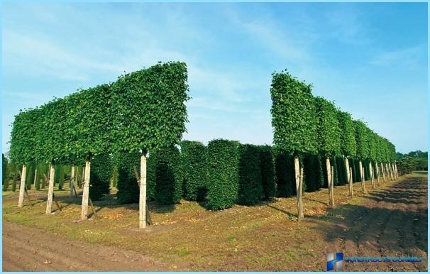 Hornbeam comun pentru garduri vii