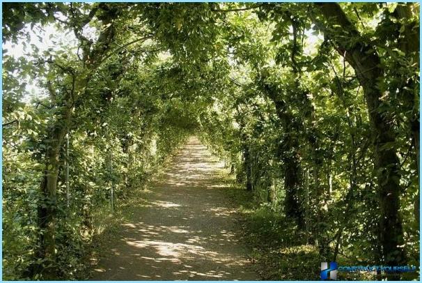 Hornbeam for hedges